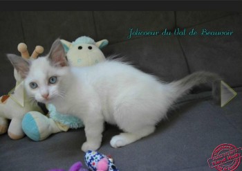 chaton blue bicolour  - Chatterie Ragdolls du Val de Beauvoir